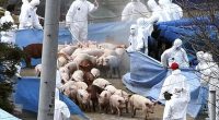   În anul 2015, Comisia Europeană a adoptat o strategie privind pesta porcină africană pentru statele din Uniunea Europeană, a […]